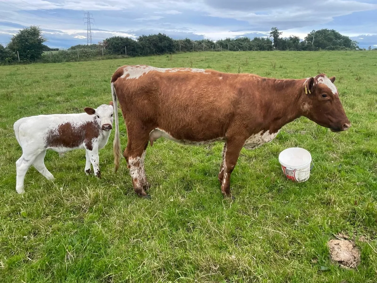 Irish Moied Cattle !!FOR SALE!! - Image 3