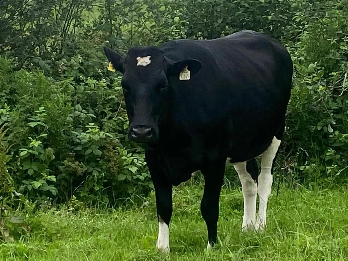 3 PB Holstein Friesian Heifer Springers - Image 3