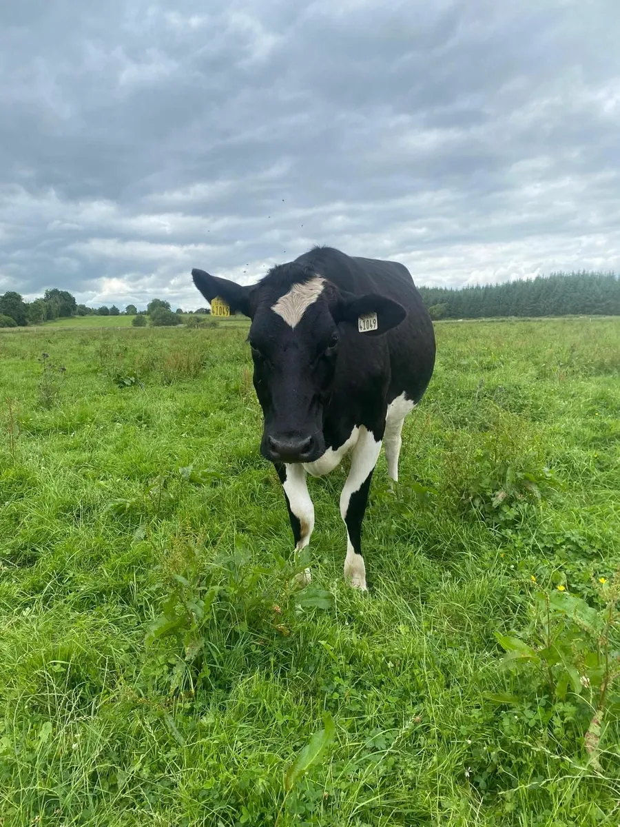 3 PB Holstein Friesian Heifer Springers - Image 4