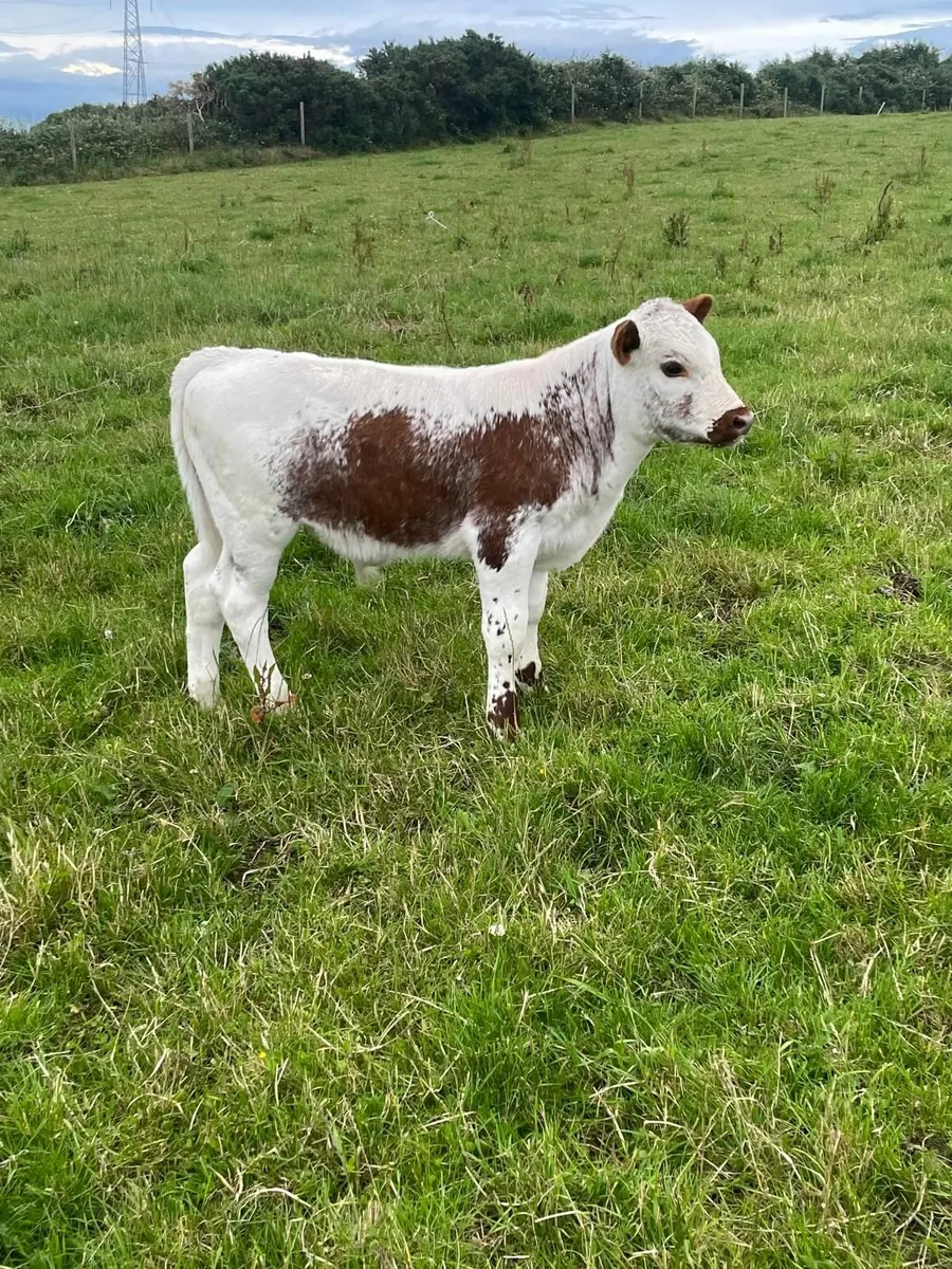 Irish Moied Cattle !!FOR SALE!! - Image 4