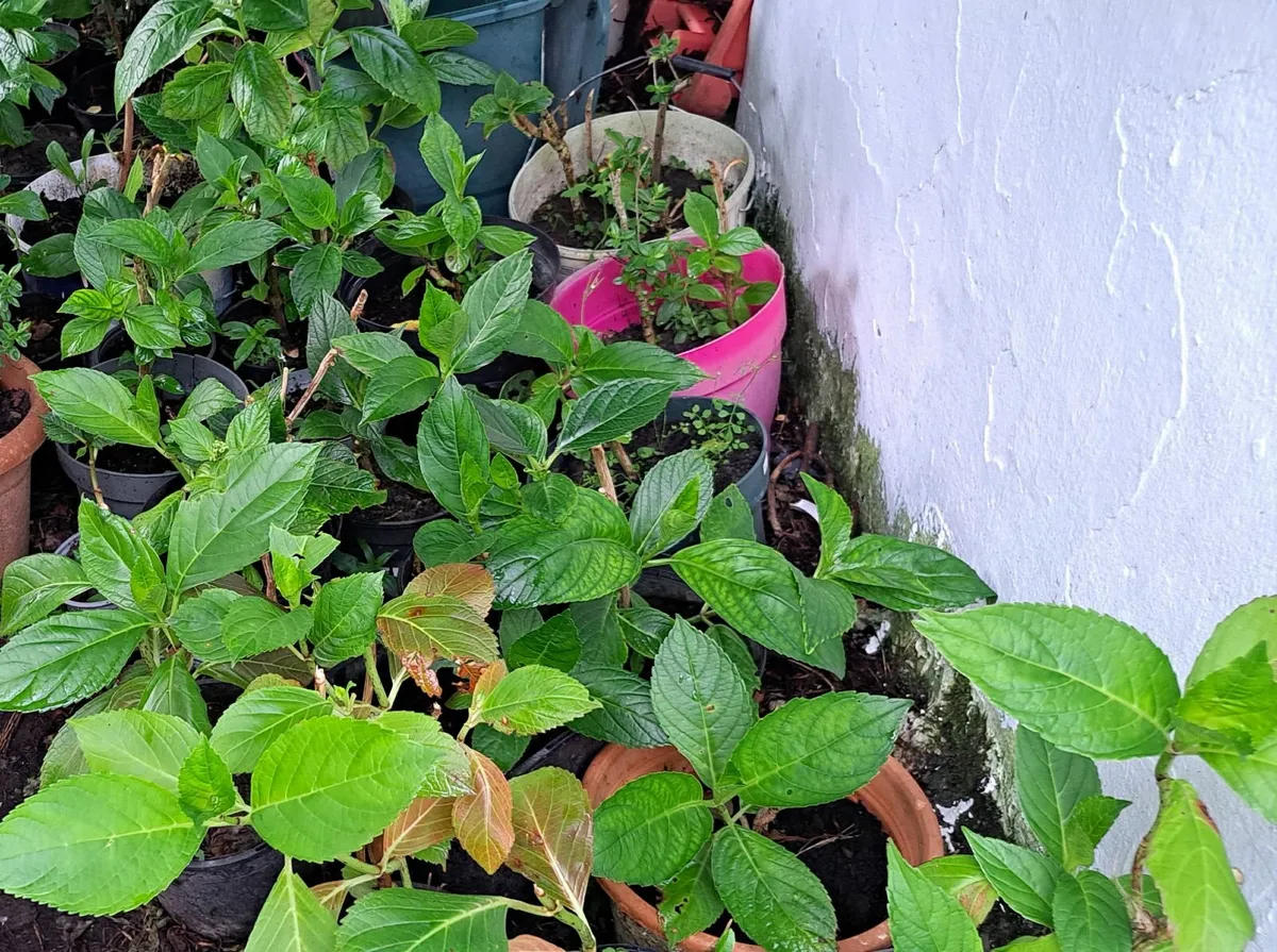 hydrangeas - Image 4