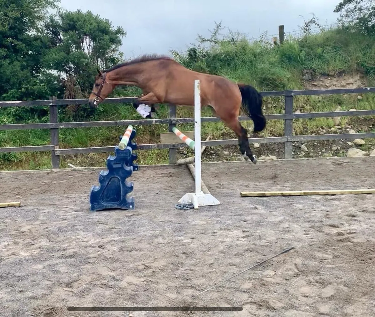 Gorgeous 3 yr old gelding by Hiello - Image 2
