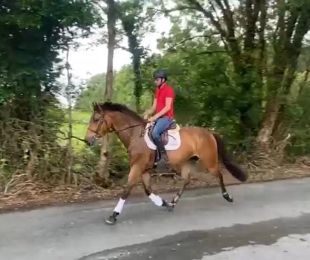 Gorgeous 3 yr old gelding by Hiello - Image 3