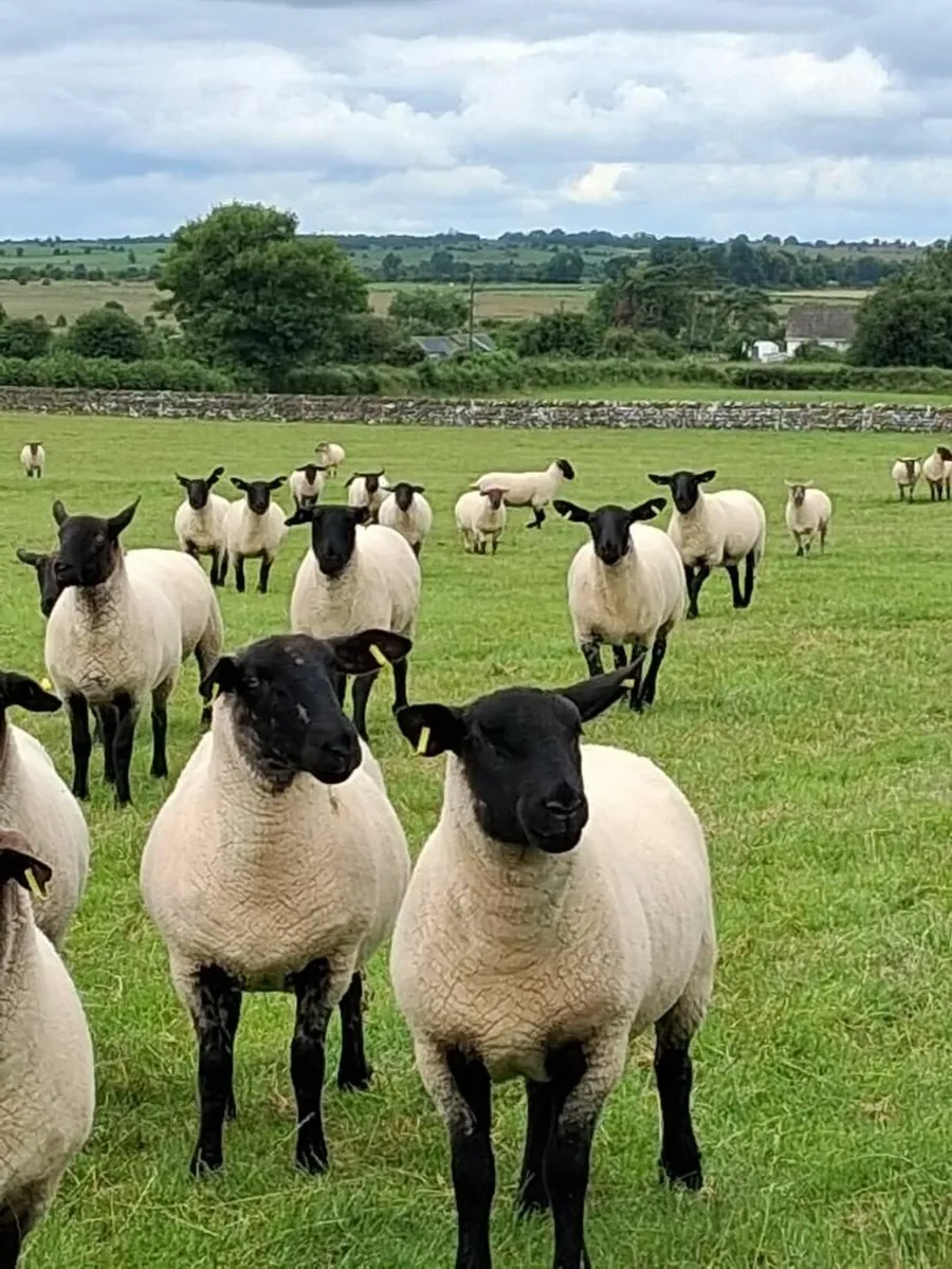 hoggets - Image 1