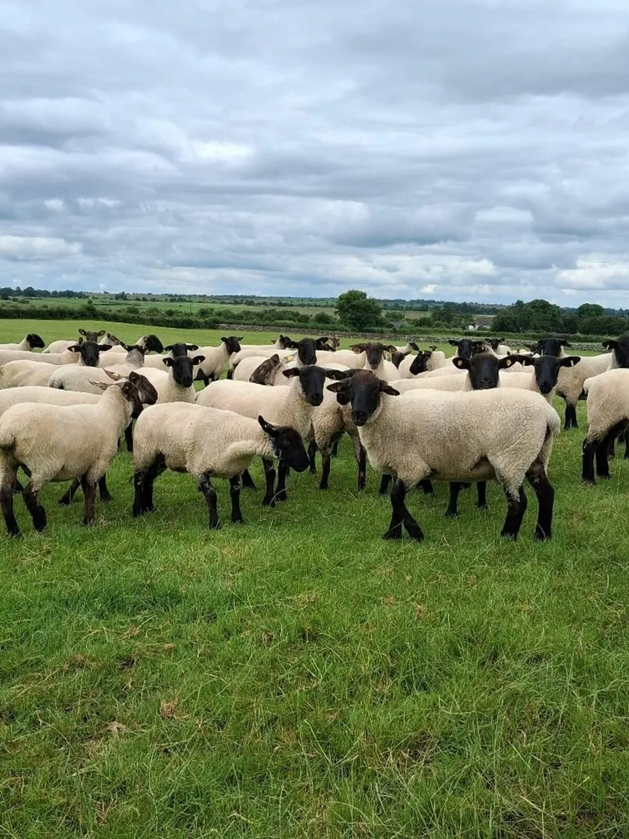 hoggets - Image 2