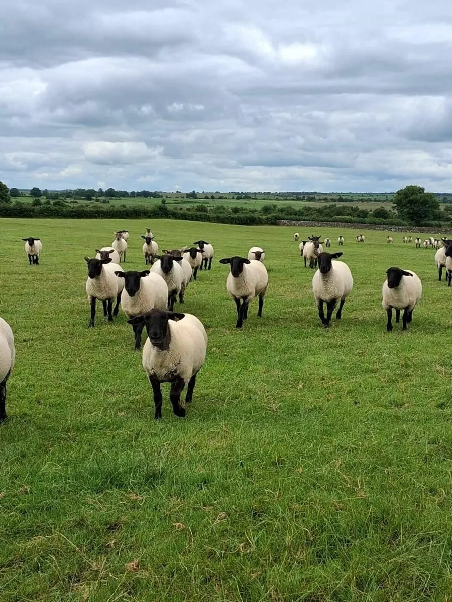 hoggets - Image 3