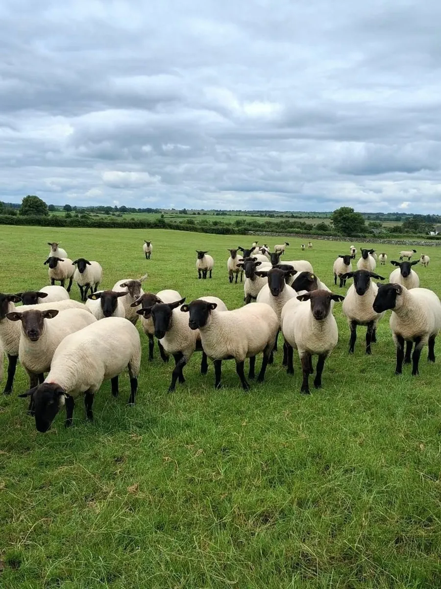 hoggets - Image 4