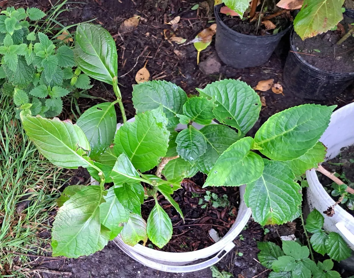 hydrangeas - Image 1