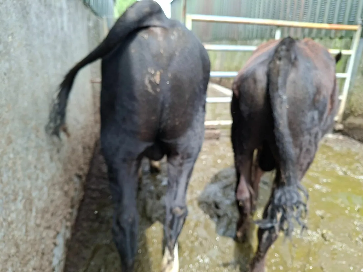 Angus and  Hereford Bulls - Image 1