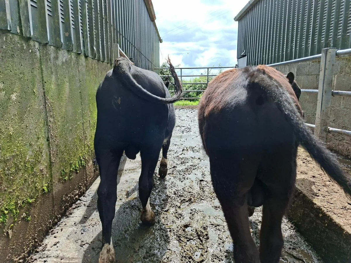 Angus and  Hereford Bulls - Image 2