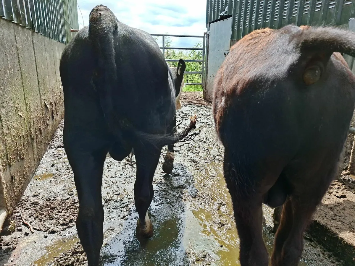 Angus and  Hereford Bulls - Image 3