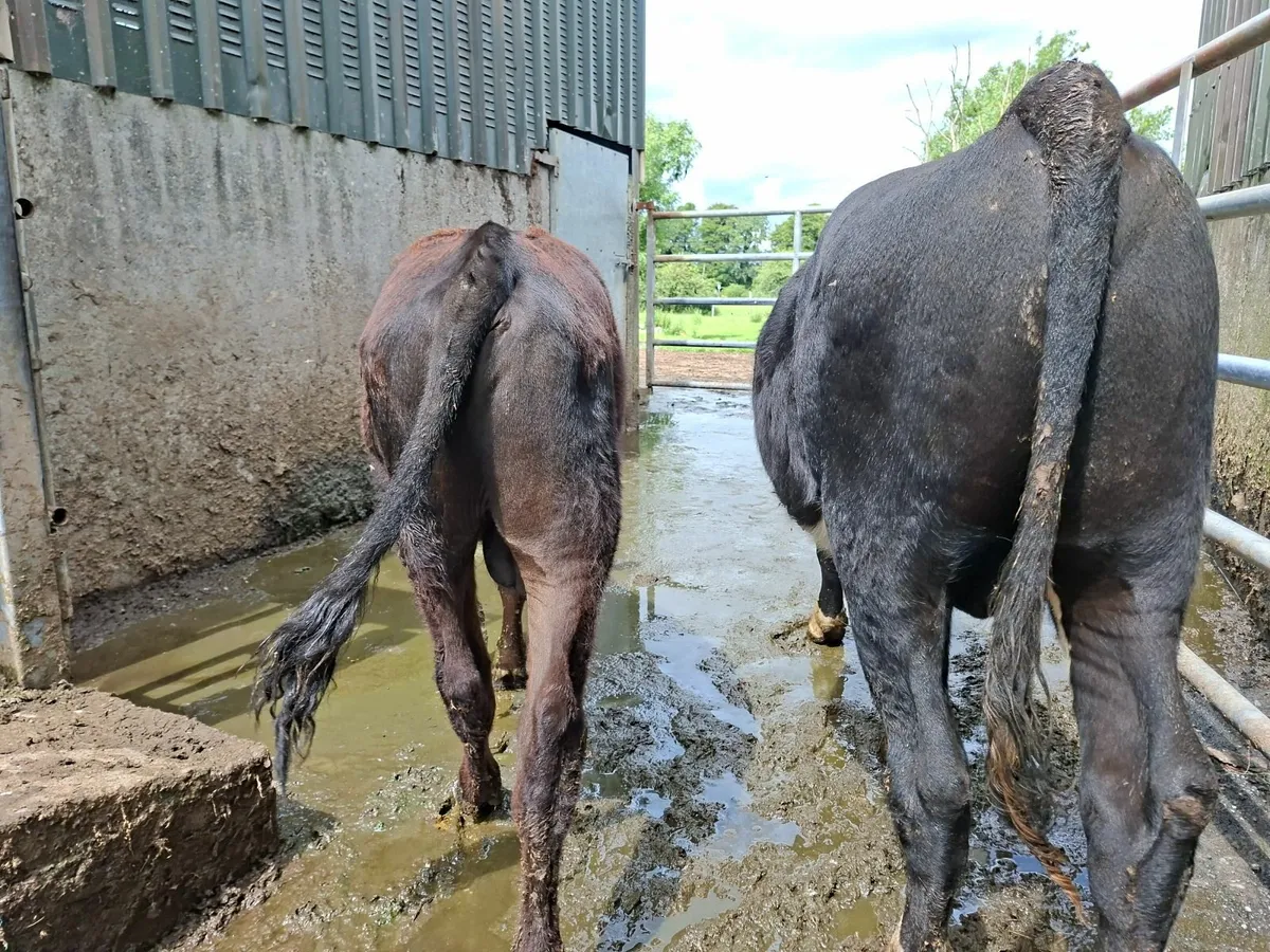 Angus and  Hereford Bulls - Image 4