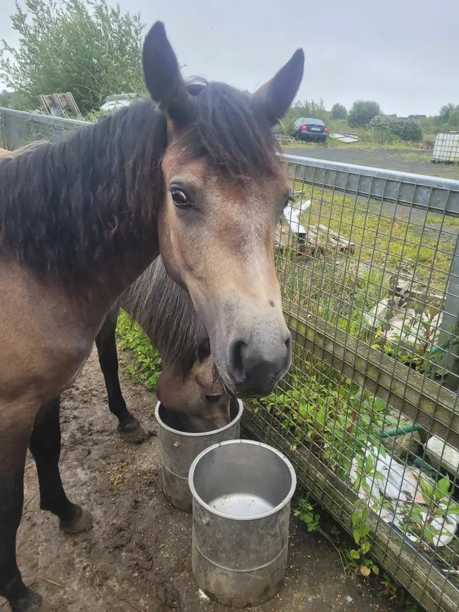 Connemara Filly Yearling - Image 2