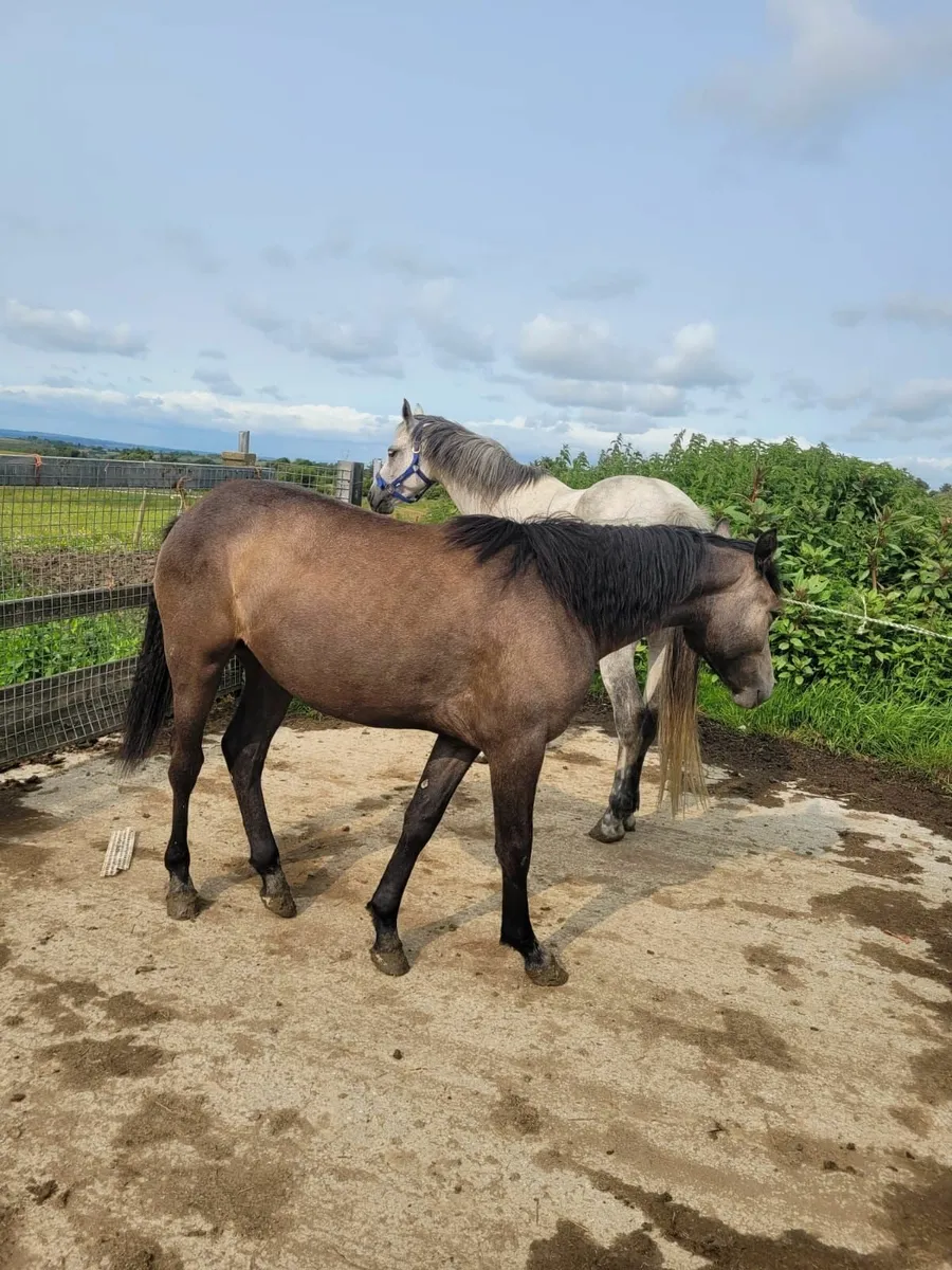 Connemara Filly Yearling - Image 3