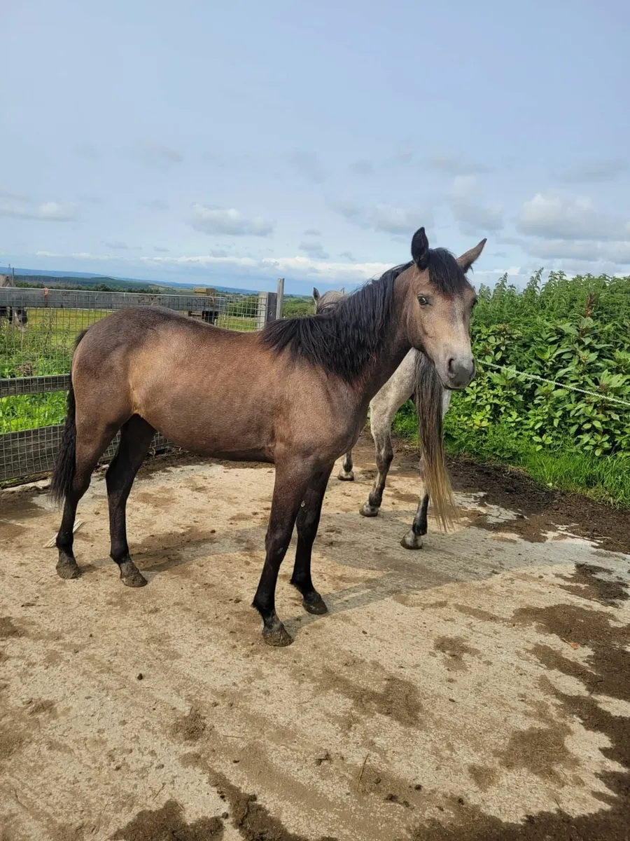 Connemara Filly Yearling - Image 1