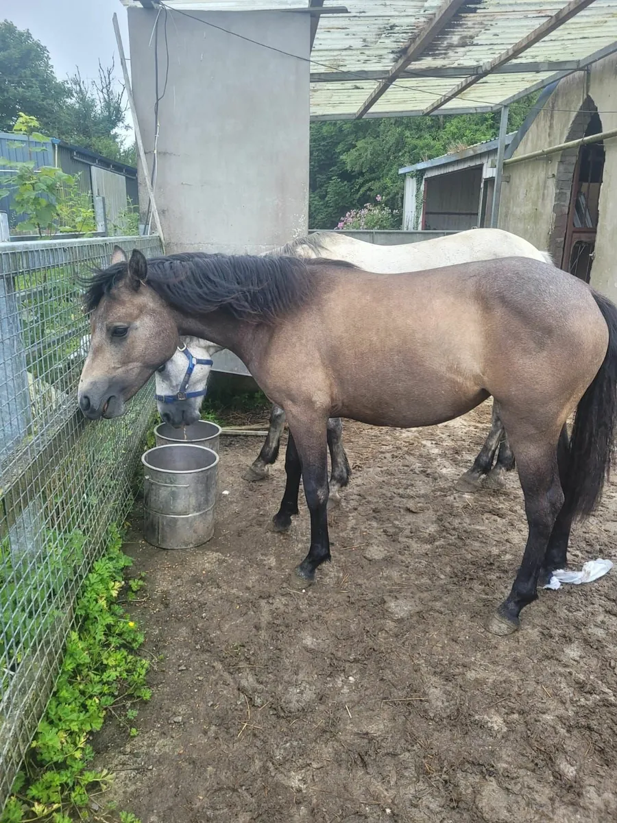 Connemara Filly Yearling - Image 4