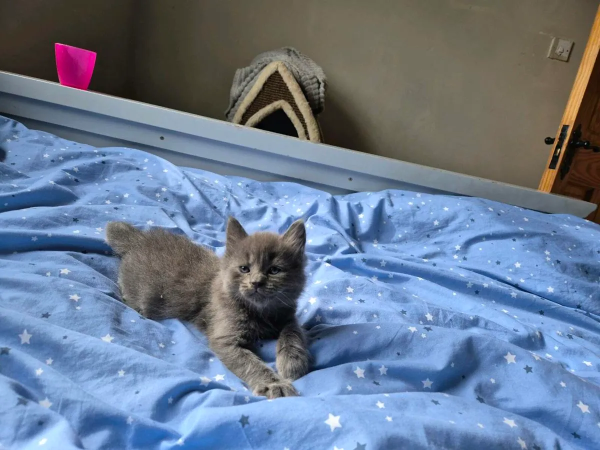 Beautiful blue male kitten - Image 1