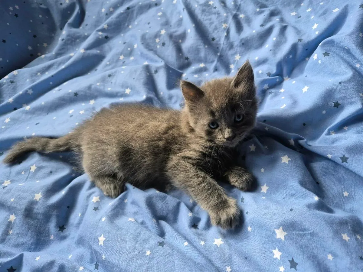 Beautiful blue male kitten - Image 3