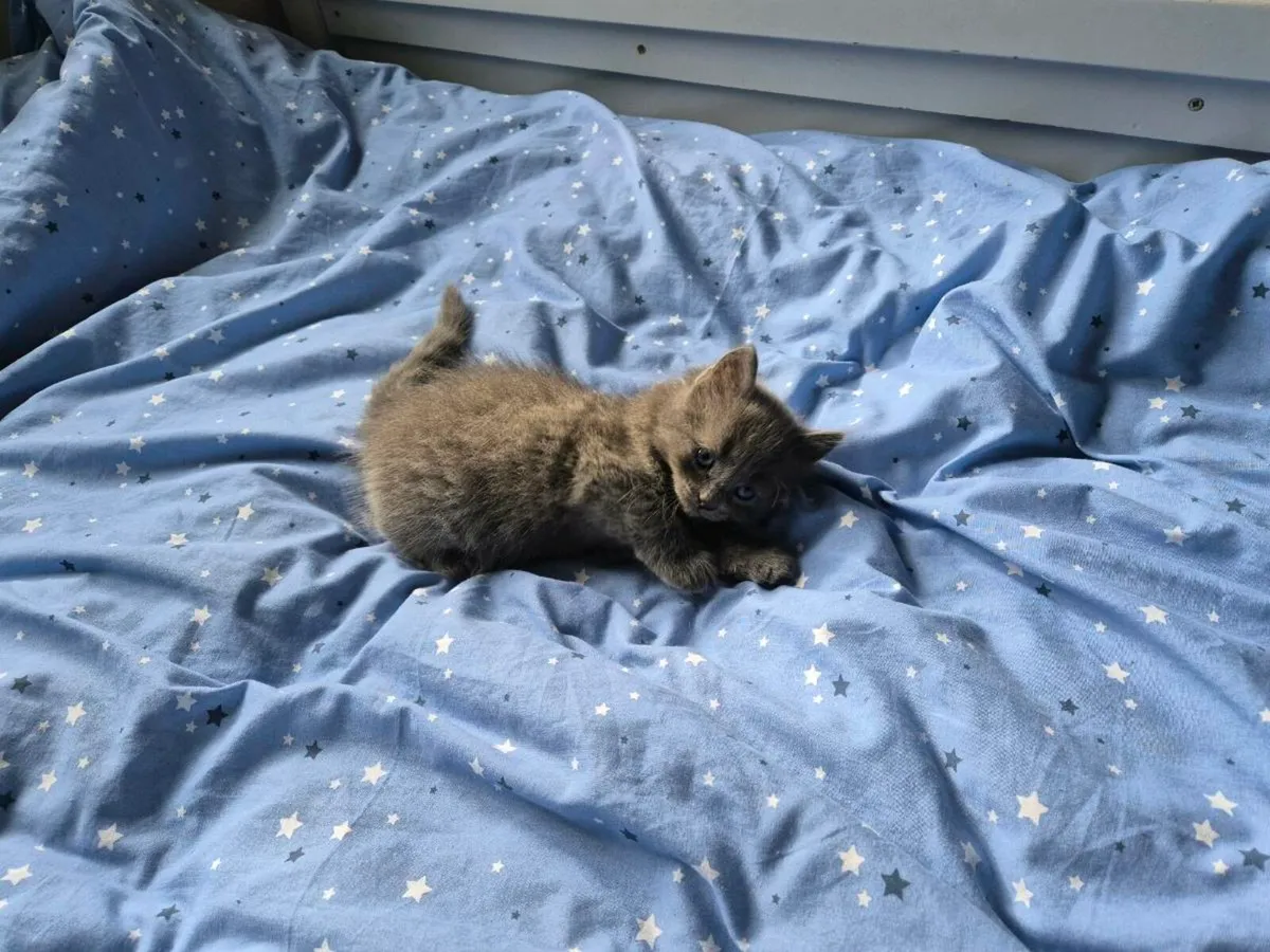 Beautiful blue male kitten - Image 4