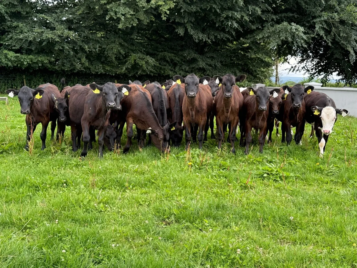 25 Runner Heifer Weanlings - Image 1