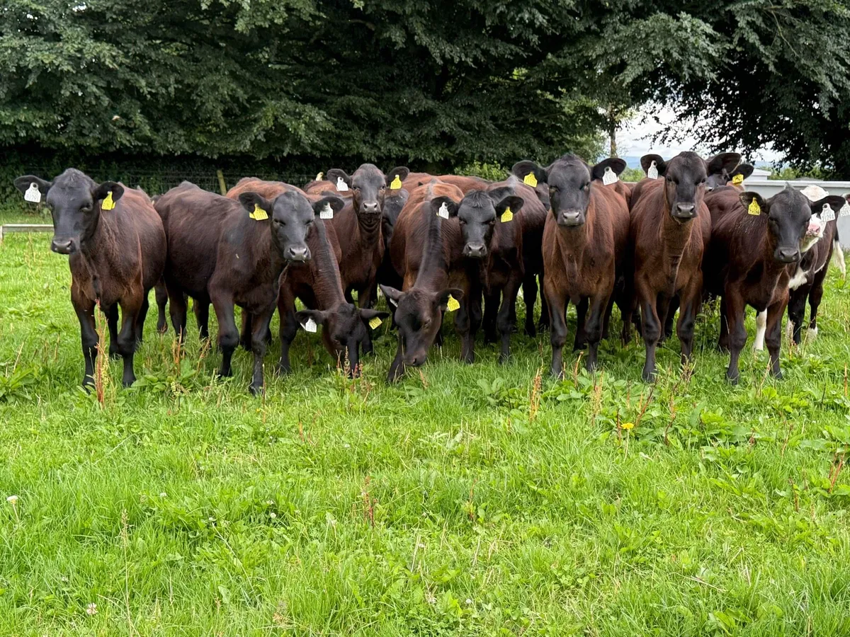 25 Runner Heifer Weanlings - Image 2