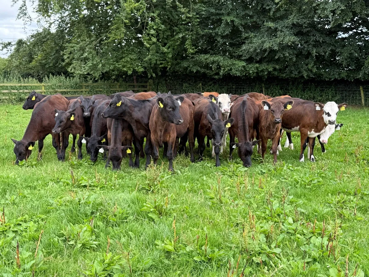 25 Runner Heifer Weanlings - Image 3