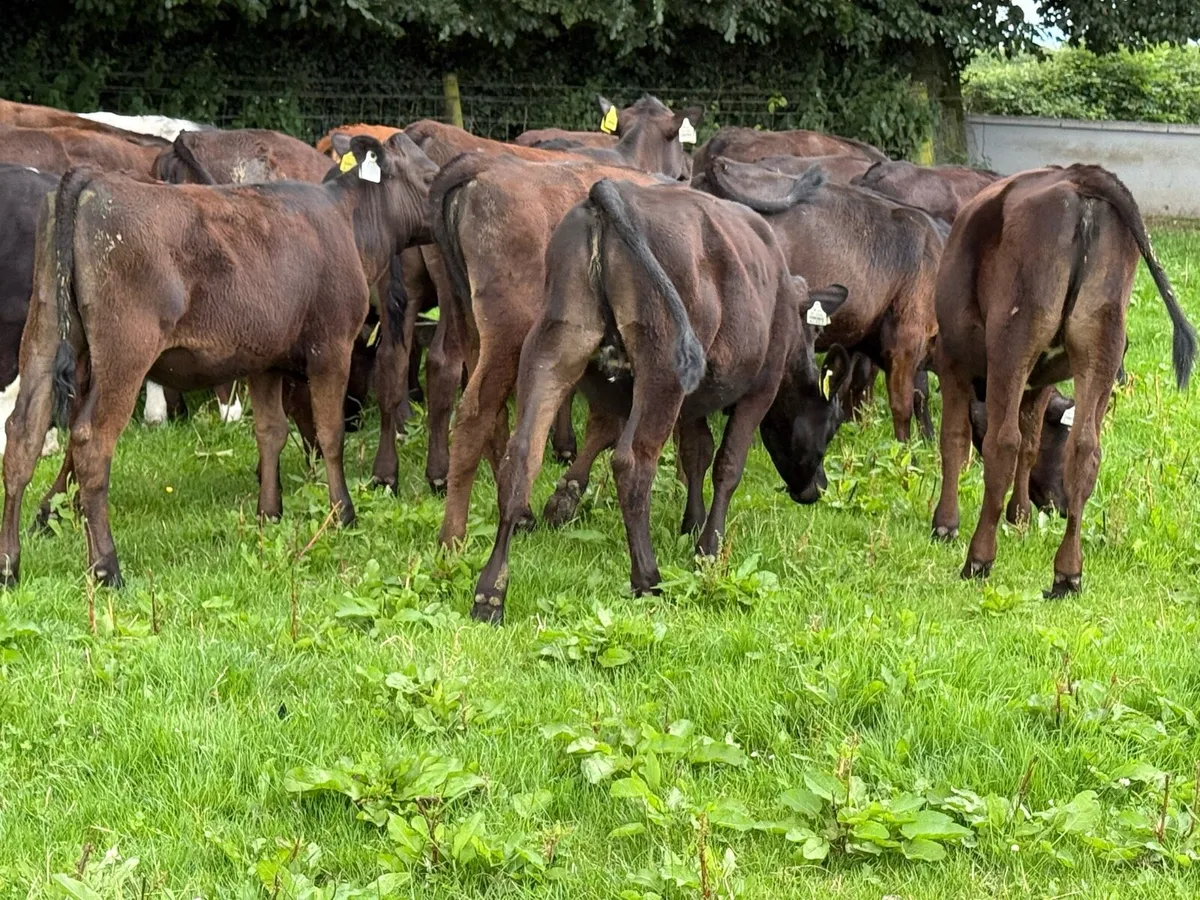 25 Runner Heifer Weanlings - Image 4