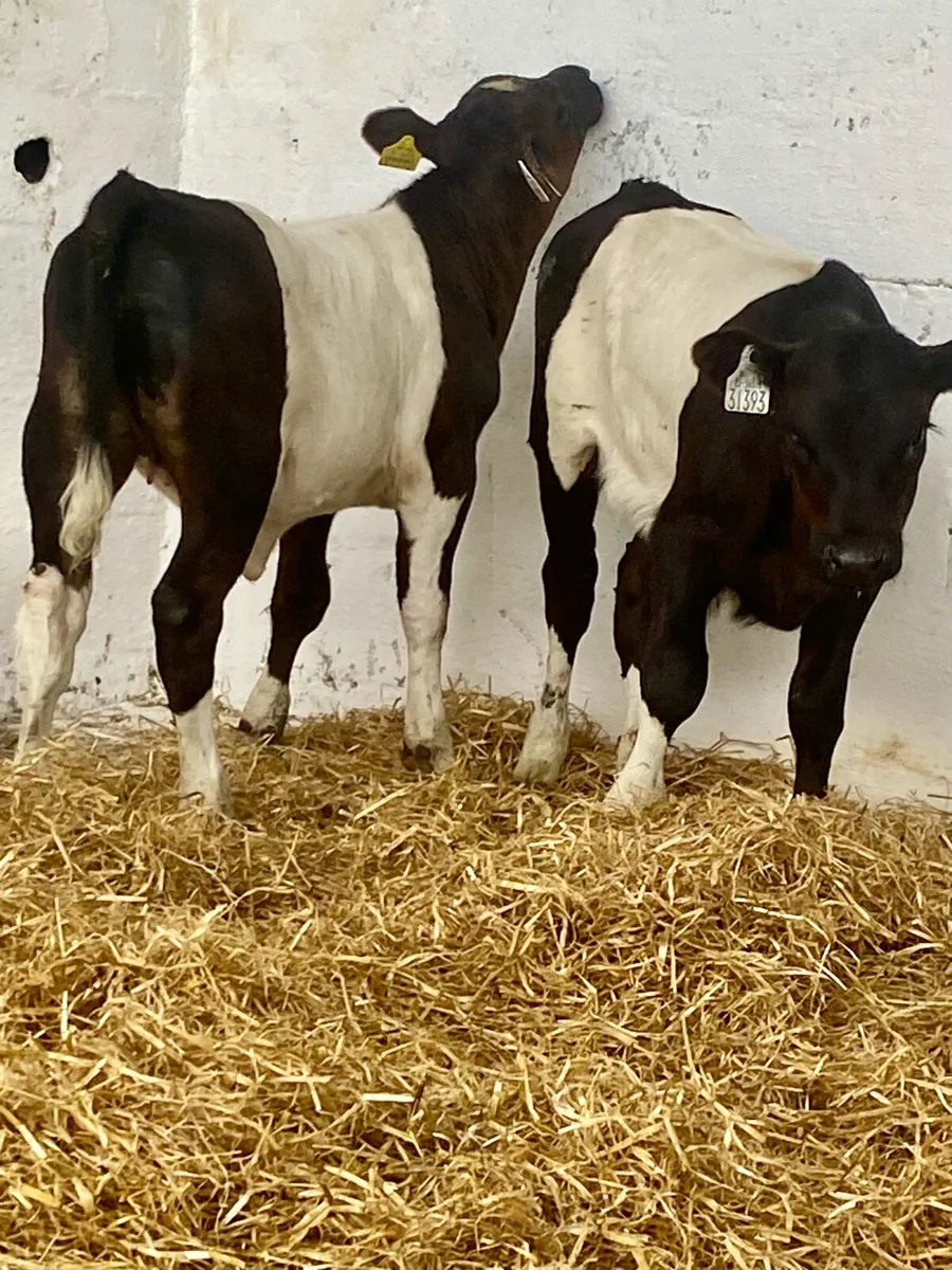 2 PROPER BELTED GALLOWAY HEIFER RUNNER - Image 1