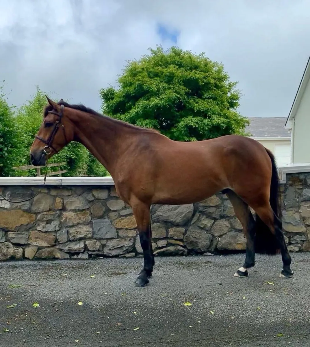 Gorgeous 3 yr old gelding by Hiello - Image 4