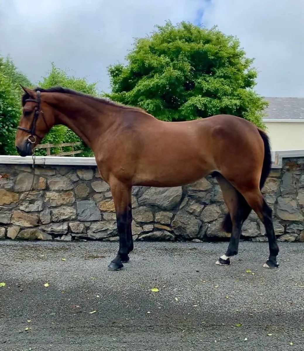 Gorgeous 3 yr old gelding by Hiello - Image 1