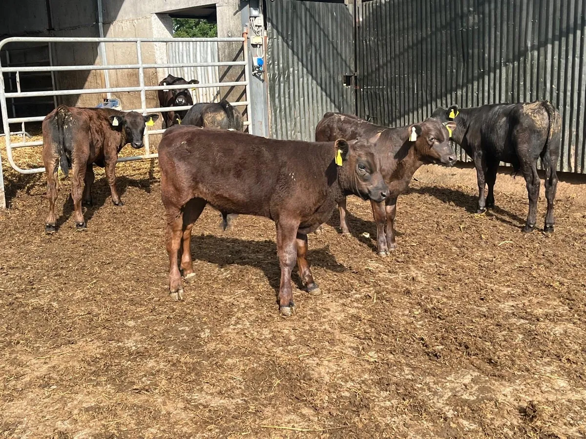 5 super Angus  bull  runners - Image 1