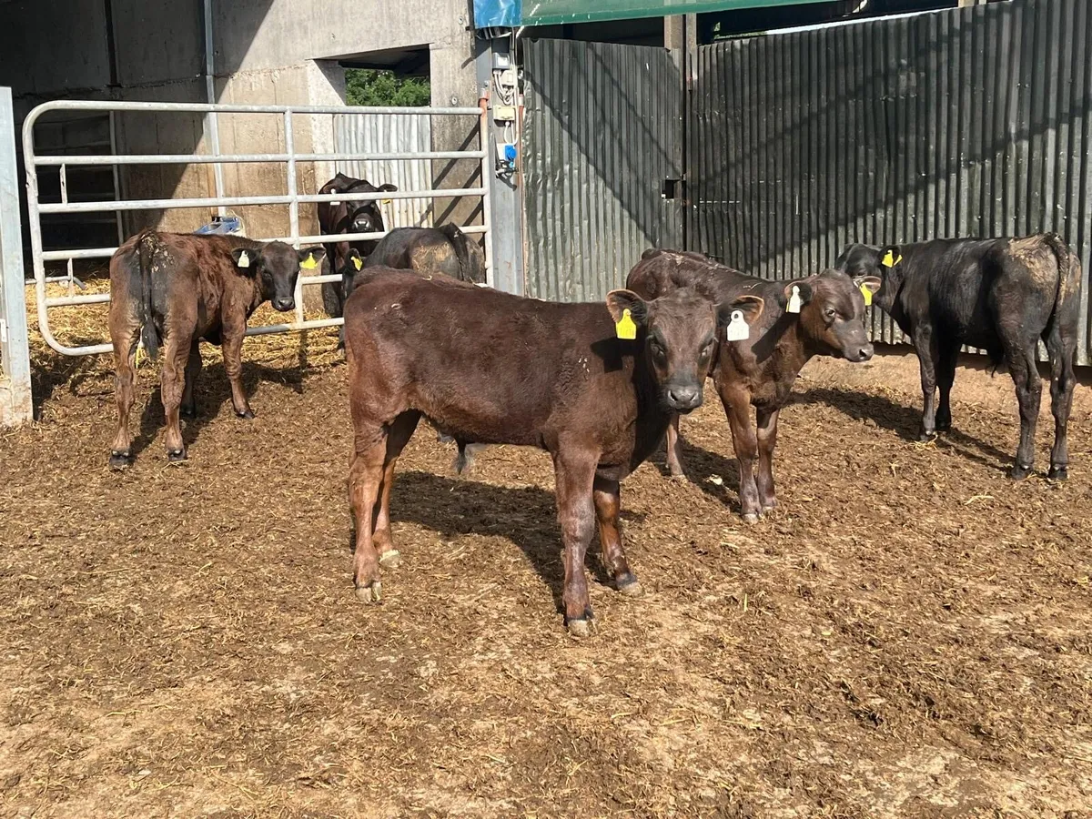 5 super Angus  bull  runners - Image 2