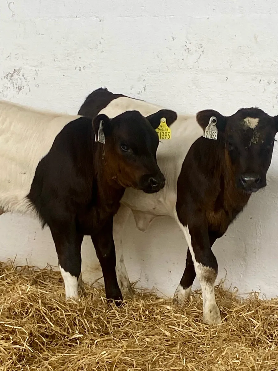 2 PROPER BELTED GALLOWAY HEIFER RUNNER - Image 2