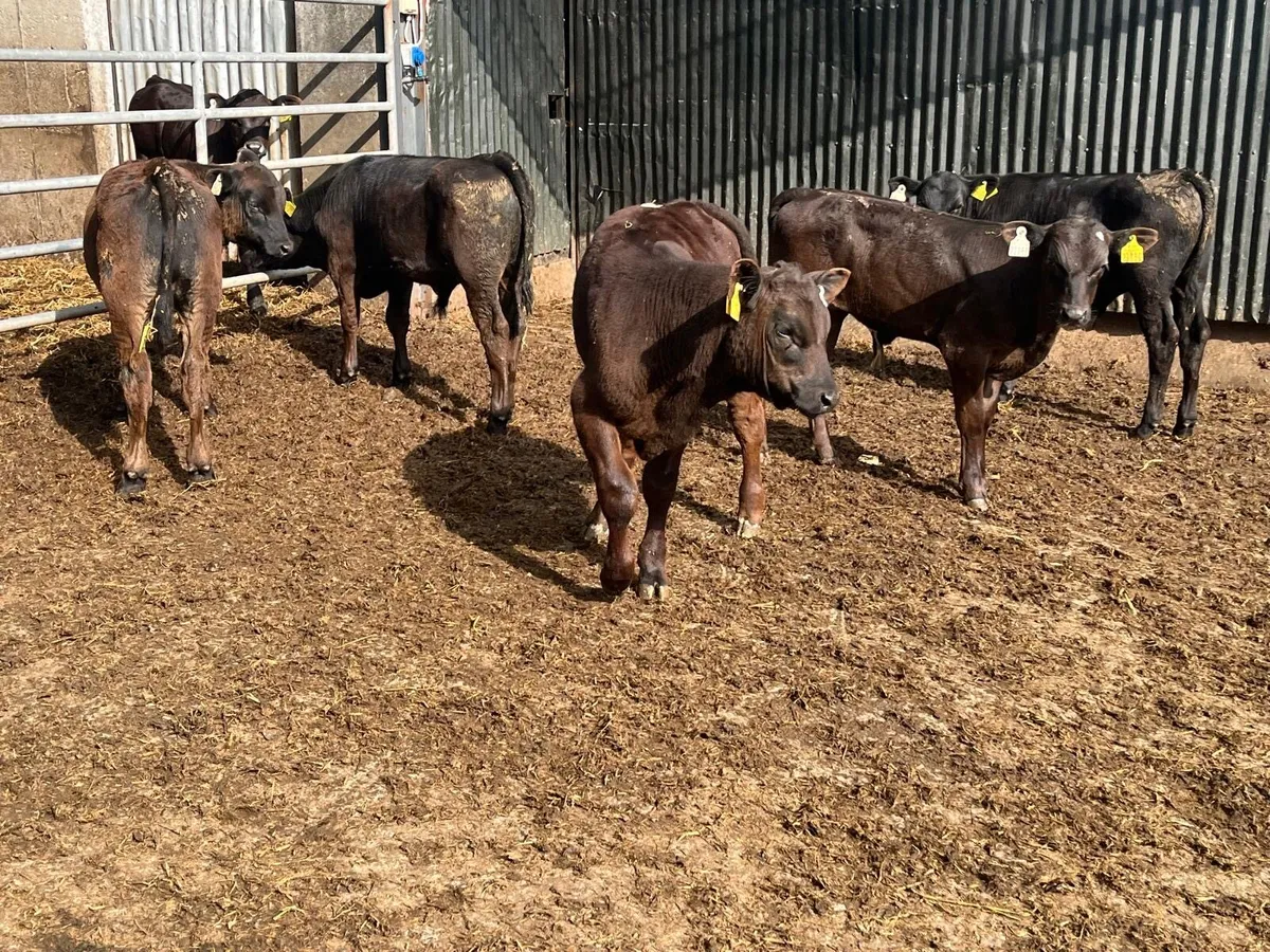 5 super Angus  bull  runners - Image 3