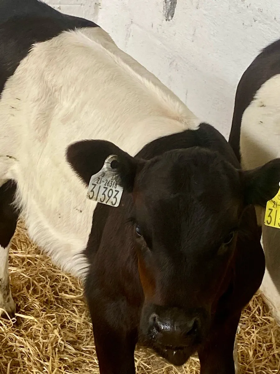 2 PROPER BELTED GALLOWAY HEIFER RUNNER - Image 3