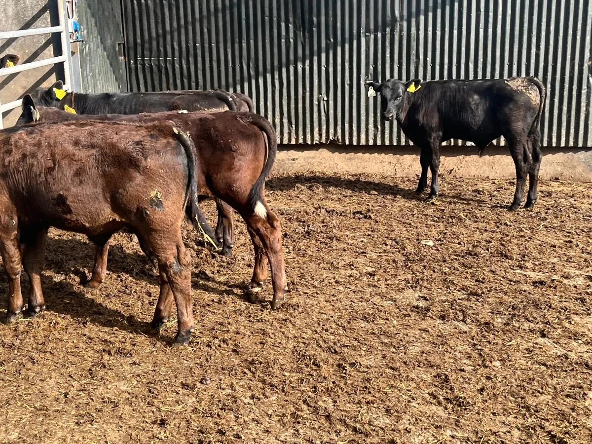 5 super Angus  bull  runners - Image 4