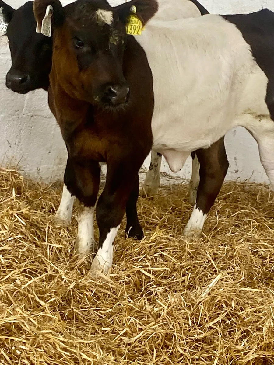 2 PROPER BELTED GALLOWAY HEIFER RUNNER - Image 4