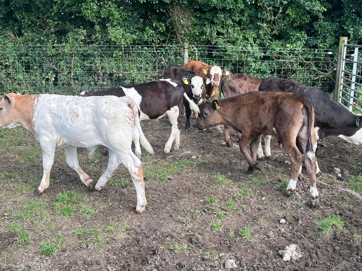 10 super continental bull  runners - Image 1