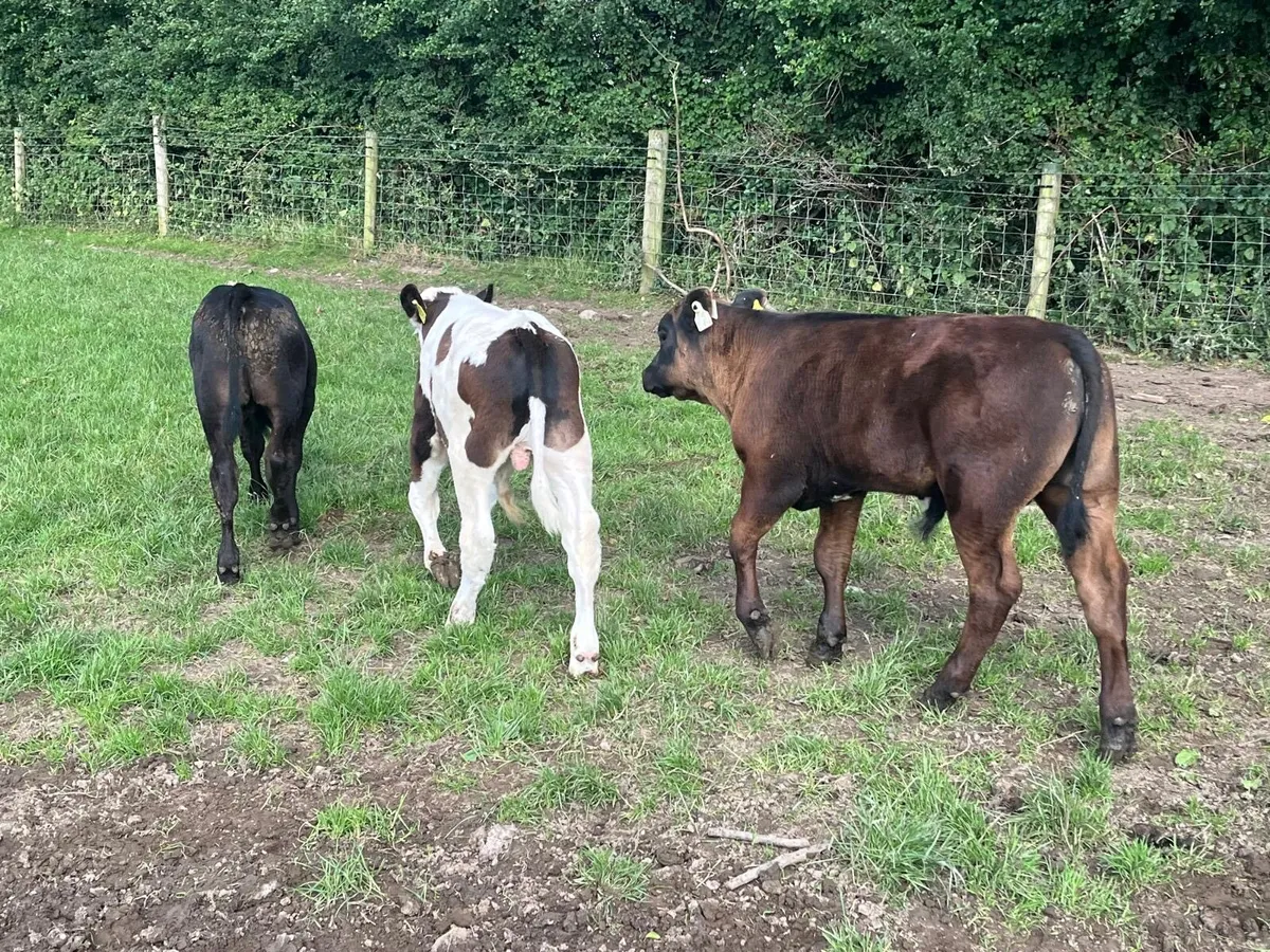 10 super continental bull  runners - Image 2