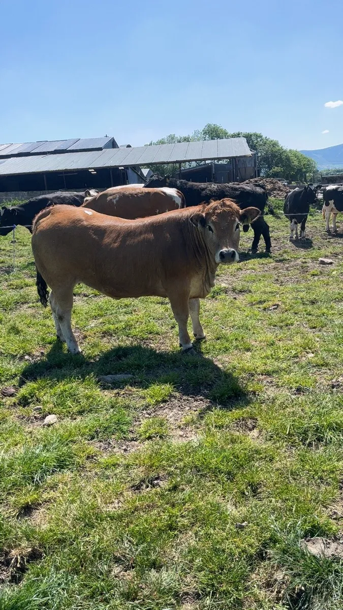 Cull cows wanted !!!! - Image 1