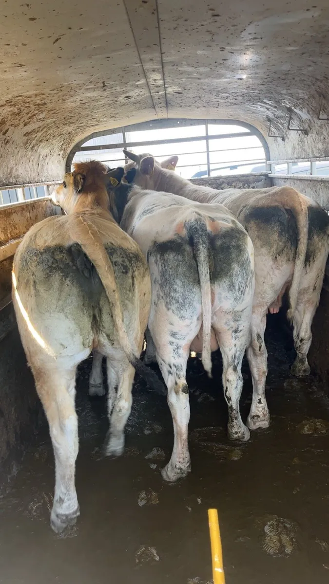 Cull cows wanted !!!! - Image 2