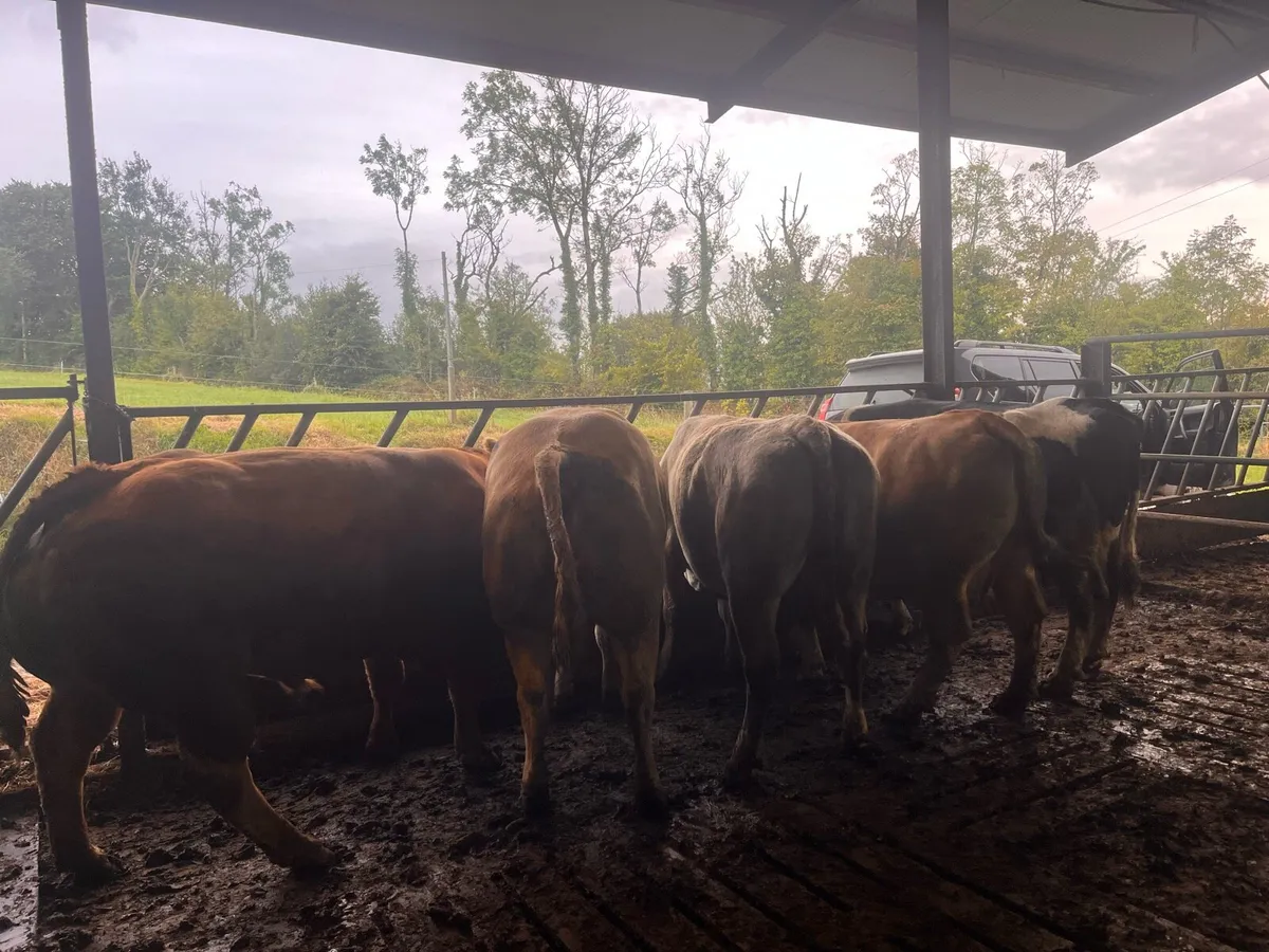 Cull cows wanted !!!! - Image 3