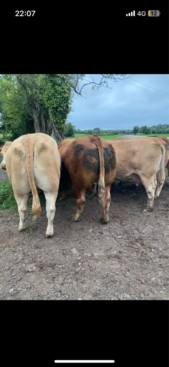 Cull cows wanted !!!! - Image 4