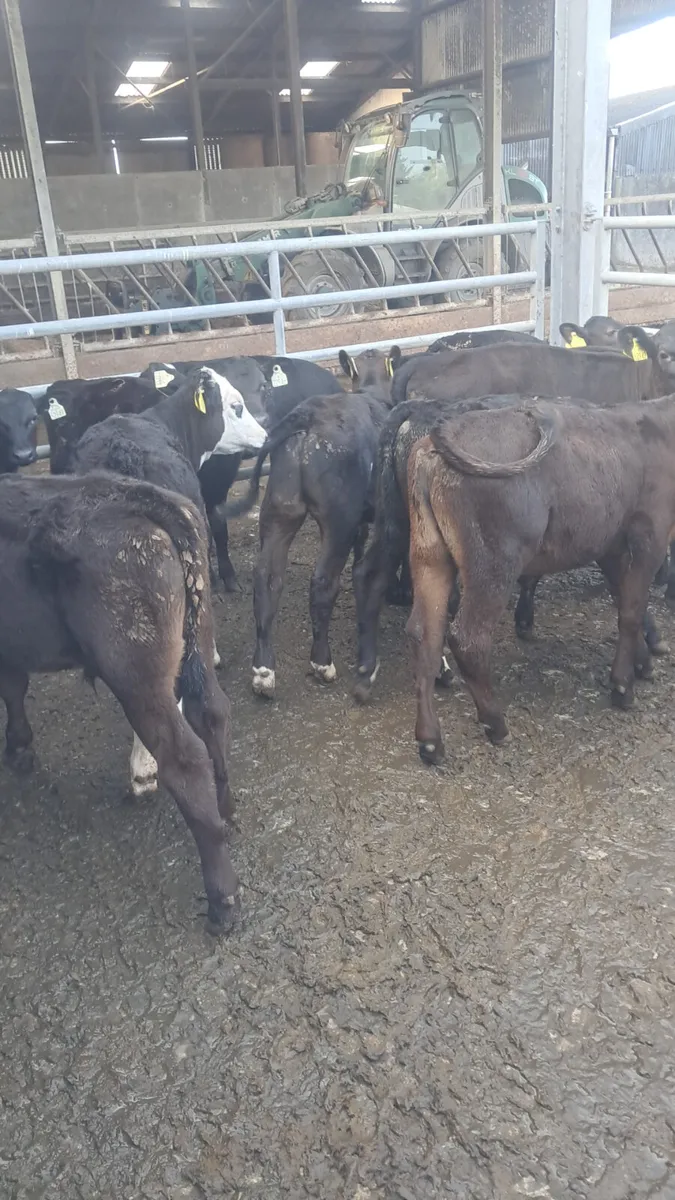 Reared calves - Image 2