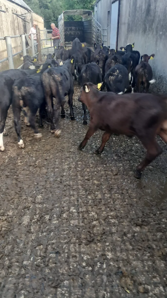Reared calves - Image 4