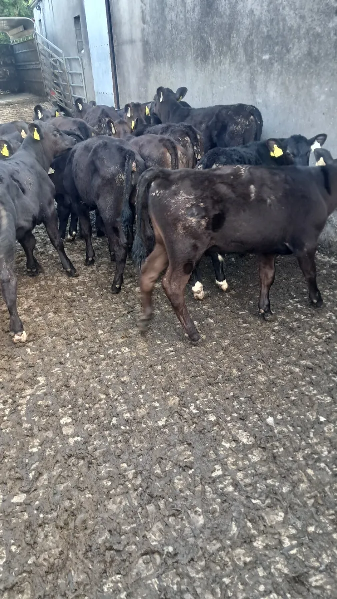 Reared calves - Image 3