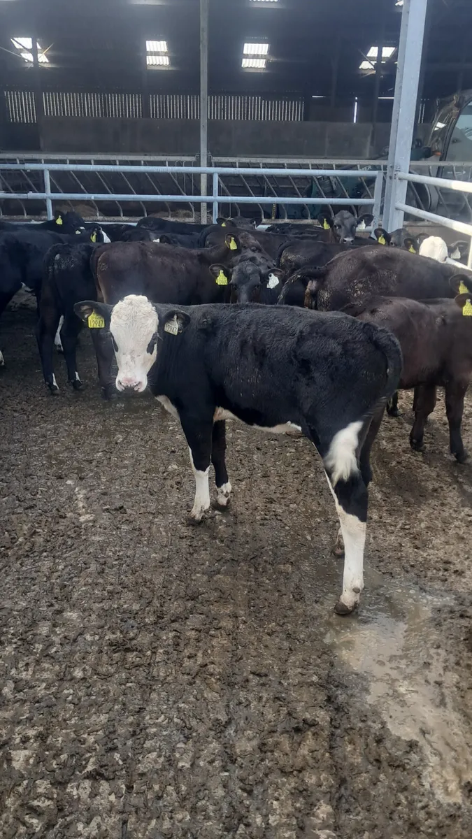 Reared calves - Image 1