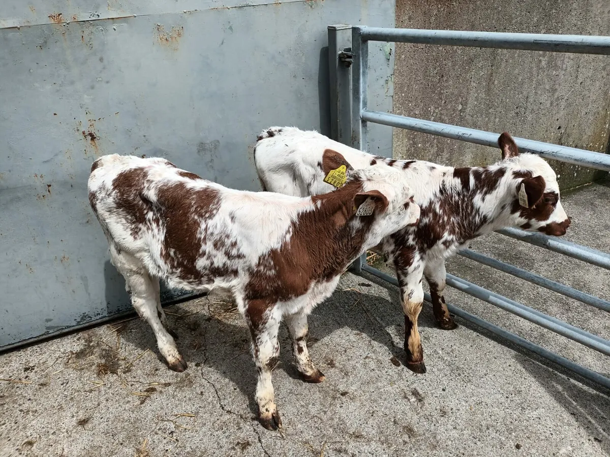 2 shorthorn heifers - Image 1