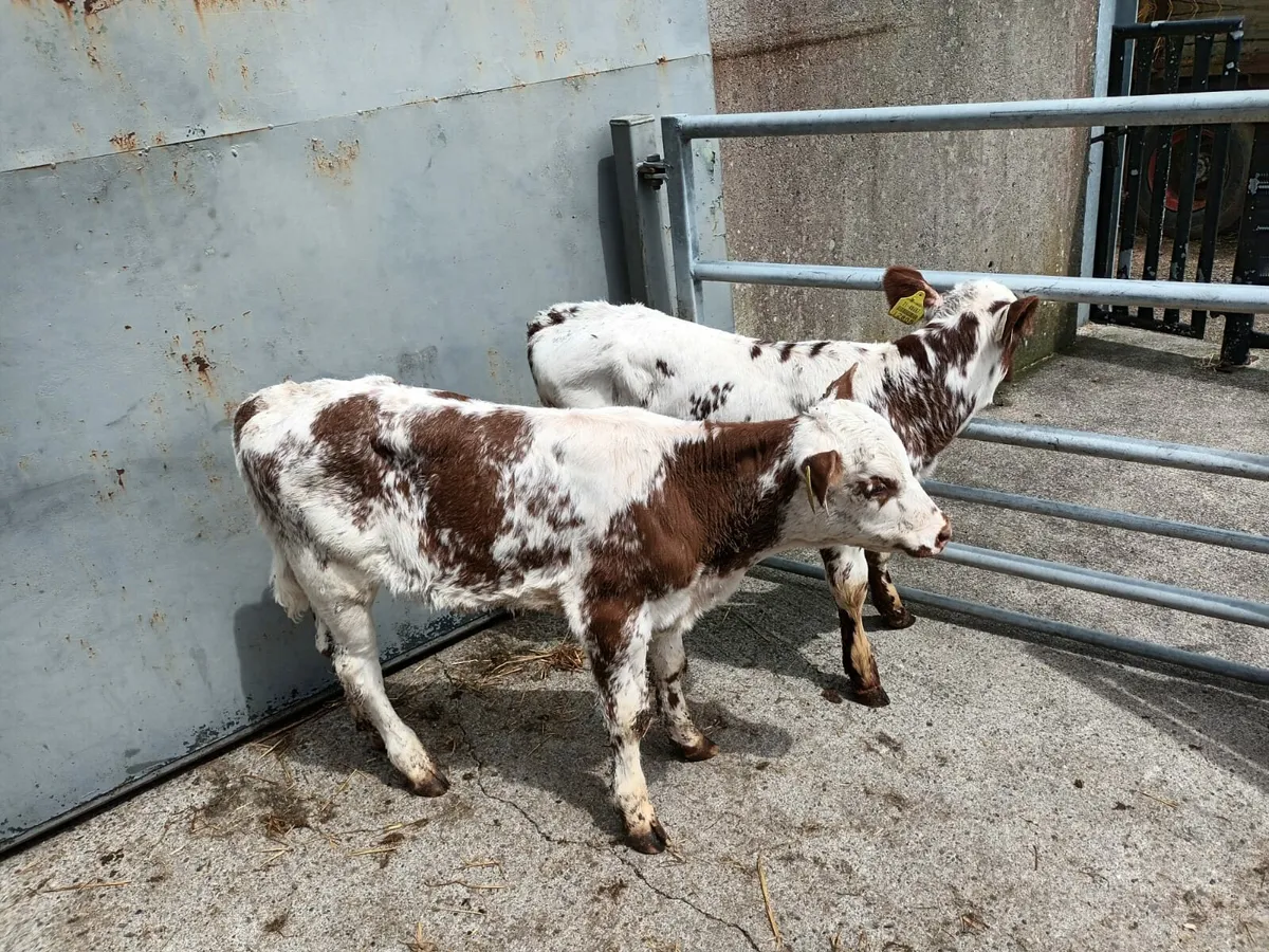 2 shorthorn heifers - Image 2