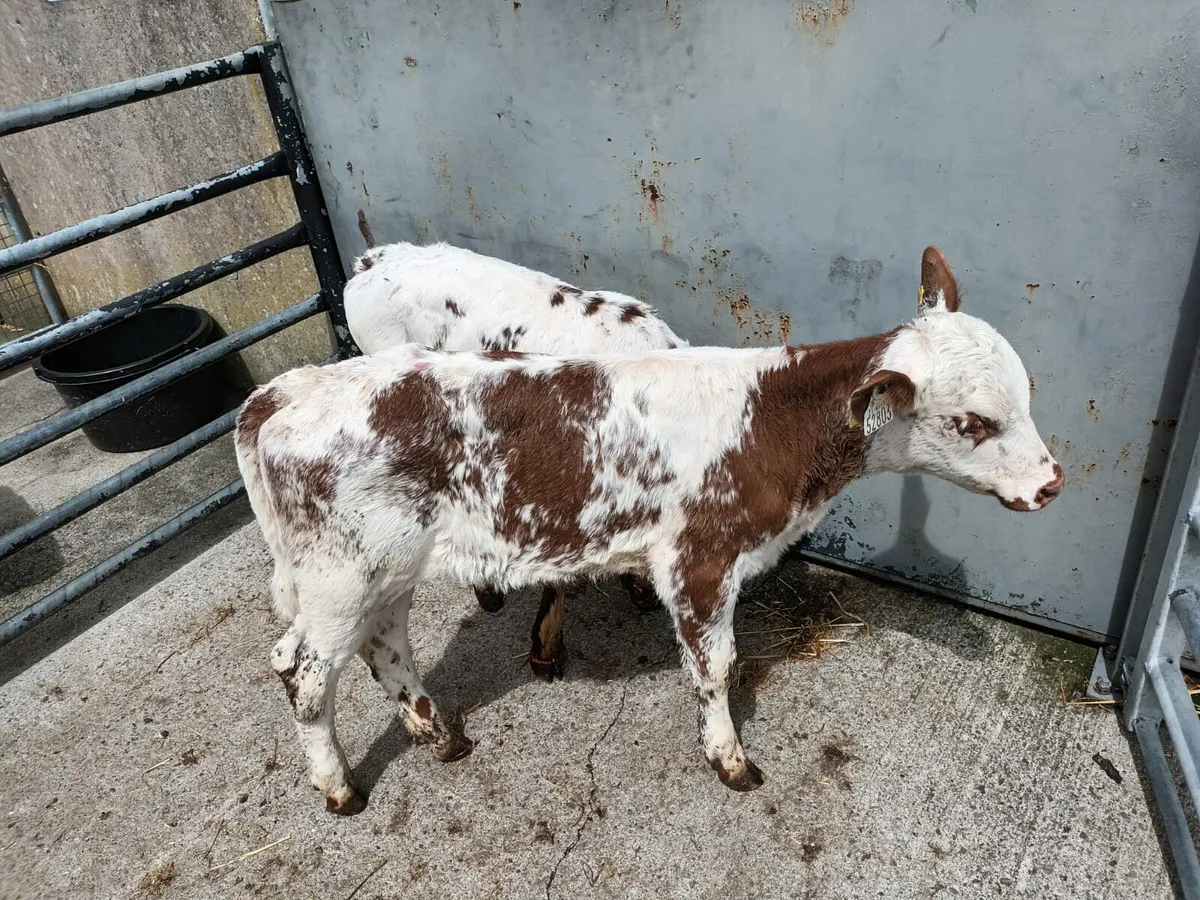 2 shorthorn heifers - Image 3